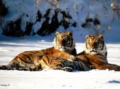 Tigers 1600x1200
